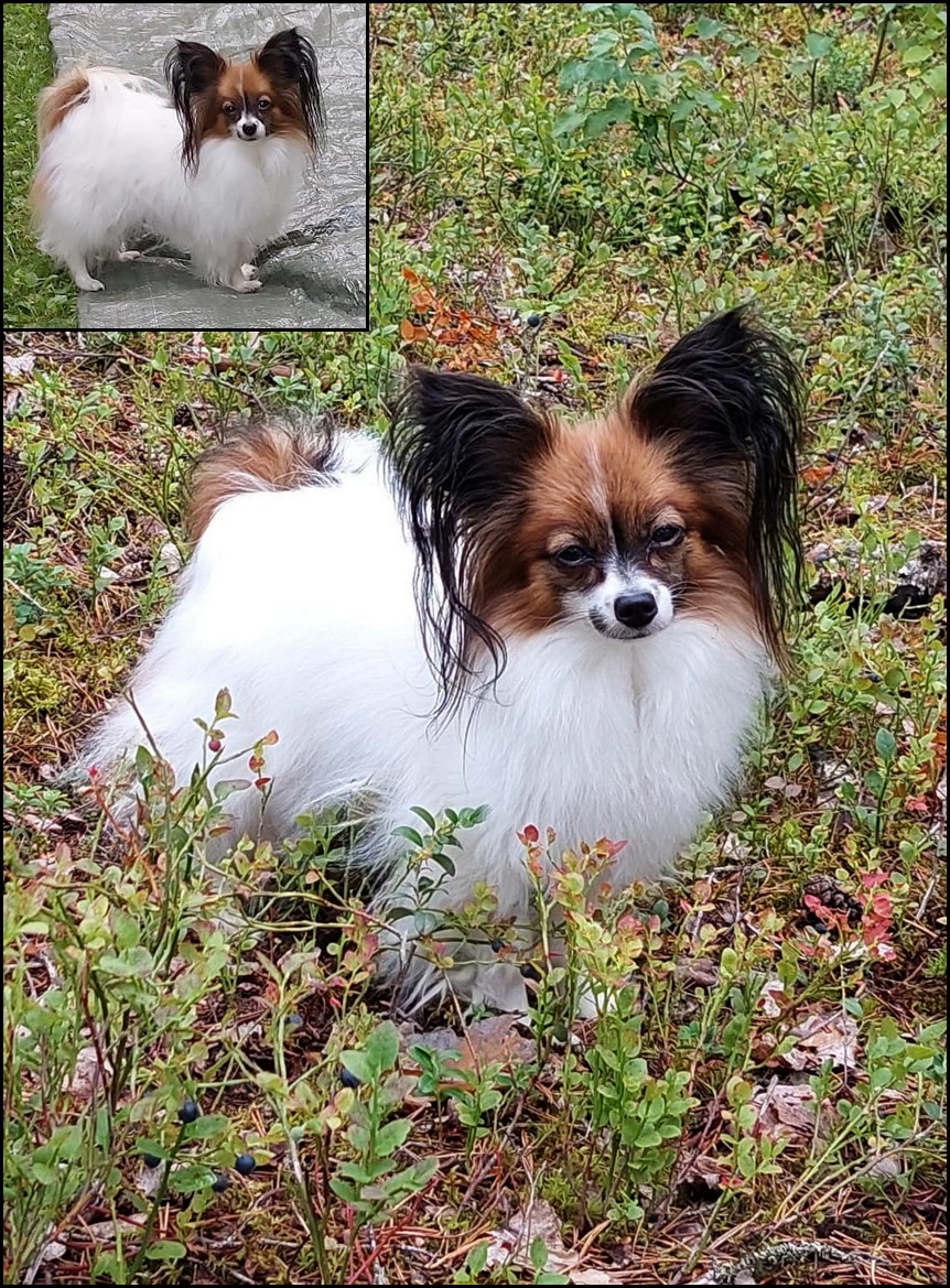 Papillon