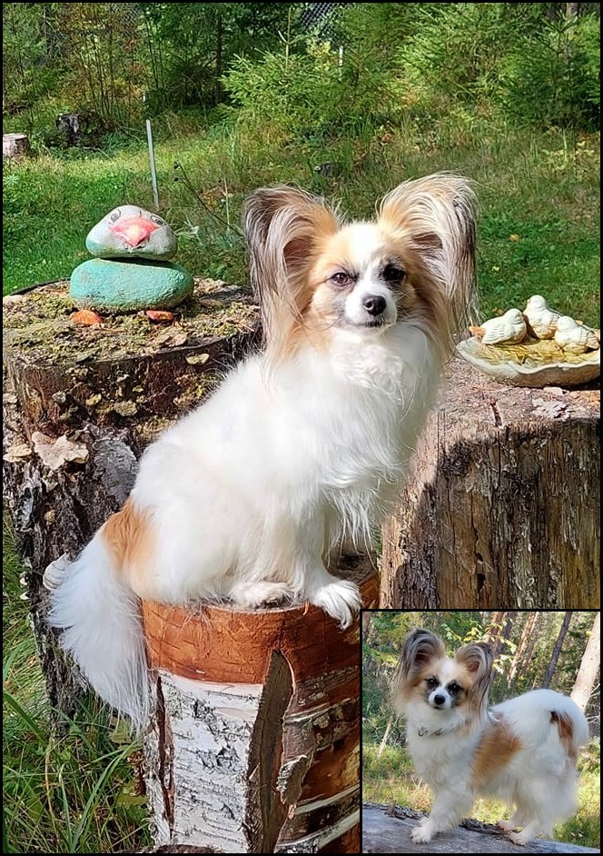 Papillon