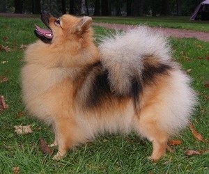 Kleinspitz