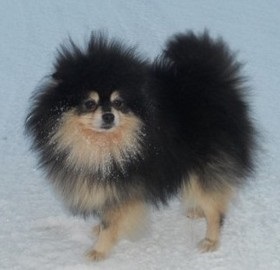 Kleinspitz