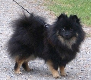 Kleinspitz