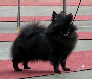 Kleinspitz