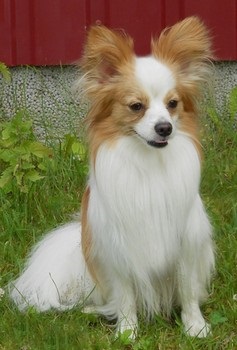 Papillon