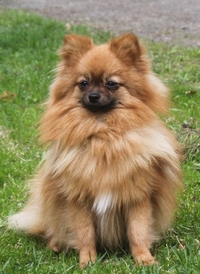 Kleinspitz