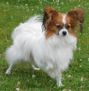 Papillon