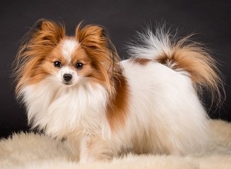Papillon