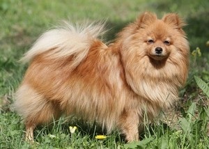 Kleinspitz