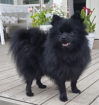 Kleinspitz