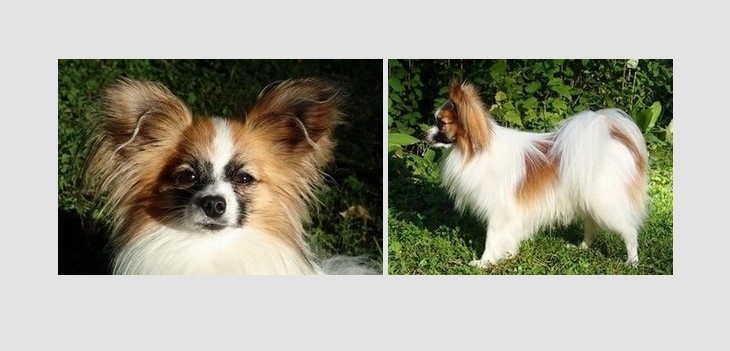 Papillon