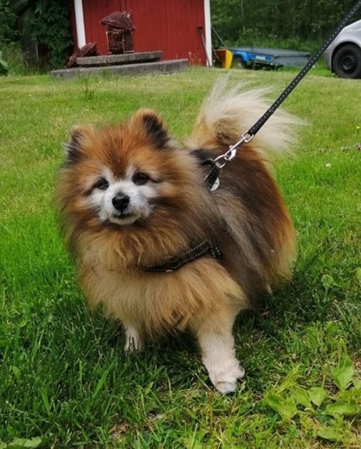 Kleinspitz