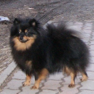 Kleinspitz