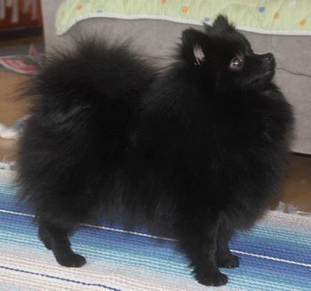 Kleinspitz