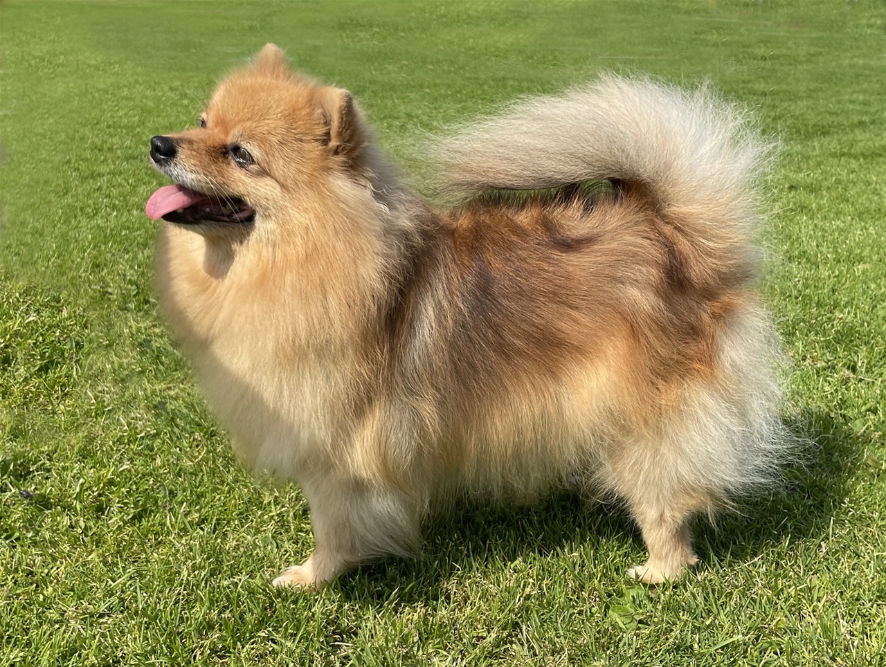 Kleinspitz